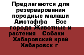 Предлагаются для резервирования породные малаши Амстаффа  - Все города Животные и растения » Собаки   . Хабаровский край,Хабаровск г.